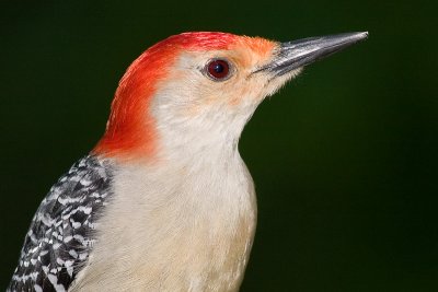 red-bellied woodpecker 111