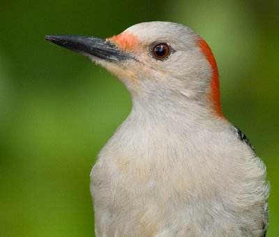 red-bellied woodpecker 115