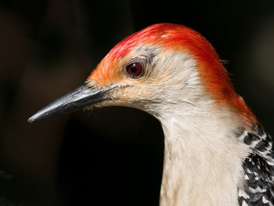 Red-bellied Woodpecker - male