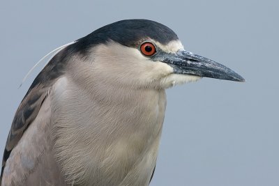 black-crowned night heron 187