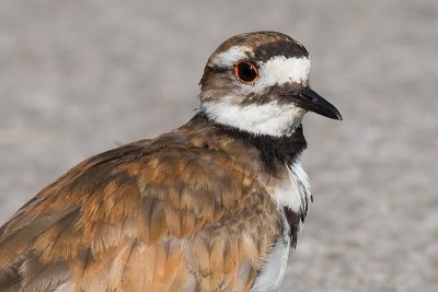 killdeer 64