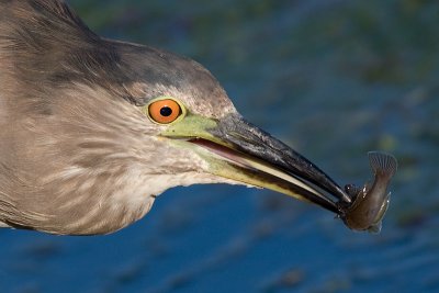 immature black-crowned night heron 347