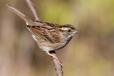 white-throated sparrow 134
