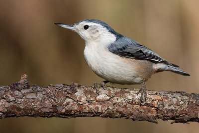 white-breasted nuthatch 238