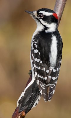 downy woodpecker 313