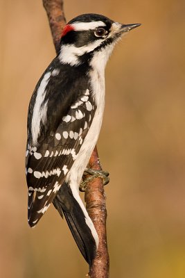 downy woodpecker 314