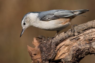 white-breasted nuthatch 239