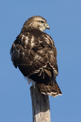 red-tailed hawk 137