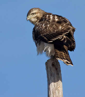 red-tailed hawk 138