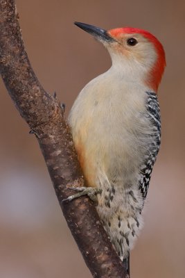 red-bellied woodpecker 134