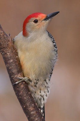 red-bellied woodpecker 135