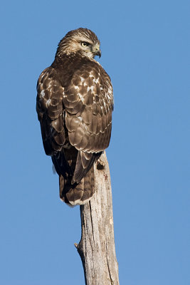 red-tailed hawk 139