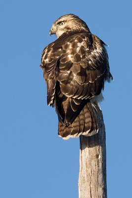red-tailed hawk 140