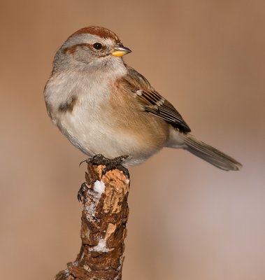 american tree sparrow 84