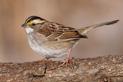 white-throated sparrow 135