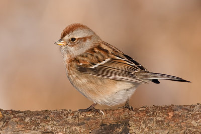 american tree sparrow 85