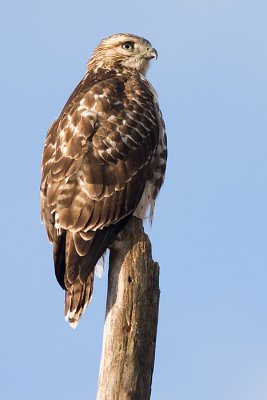 red-tailed hawk 141