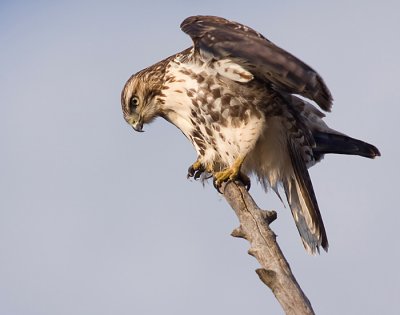 red-tailed hawk 142