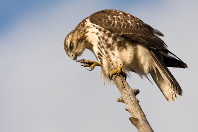 red-tailed hawk 144