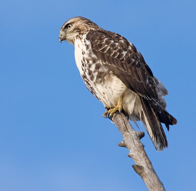 red-tailed hawk 145