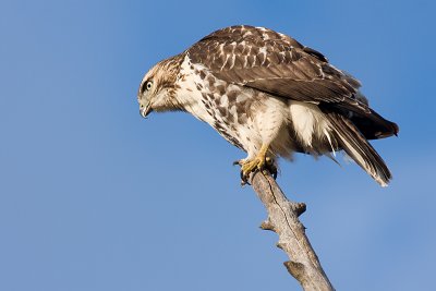 red-tailed hawk 146