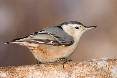 white-breasted nuthatch 242