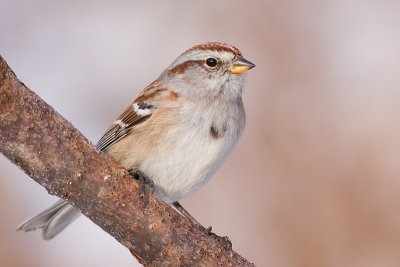 american tree sparrow 86
