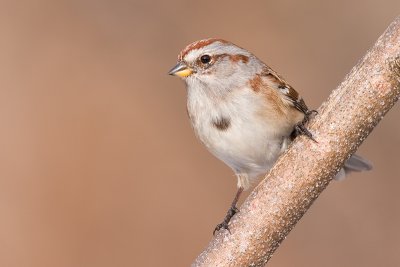 american tree sparrow 87