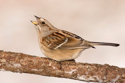 american tree sparrow 88