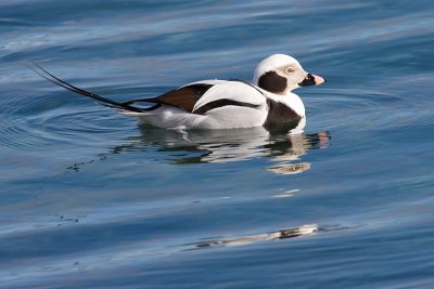 long tailed duck 9