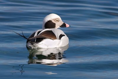long tailed duck 10
