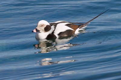 long tailed duck 11