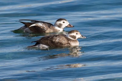 long tailed duck 12