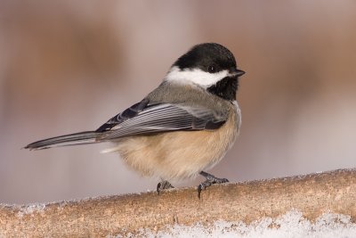 chickadee 528