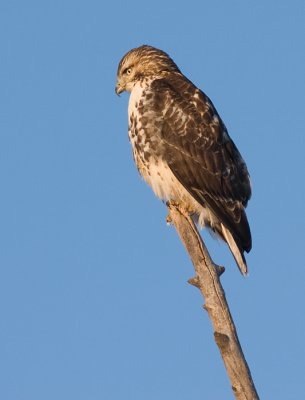 red-tailed hawk 147