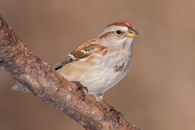 american tree sparrow 89