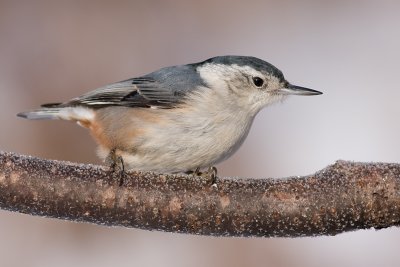 white-breasted nuthatch 242