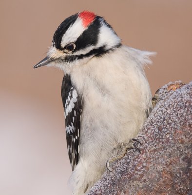 downy woodpecker 315