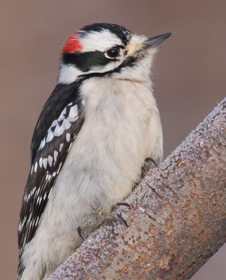 downy woodpecker 316