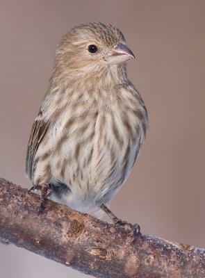 house finch 154