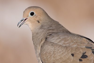 mourning dove 51
