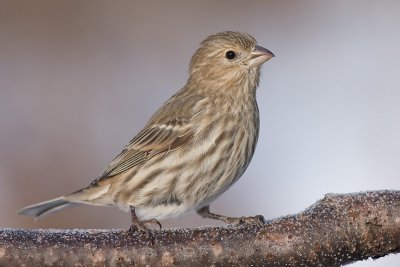 house finch 155