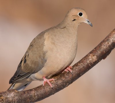 mourning dove 53