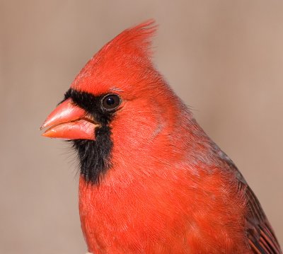 cardinal 300