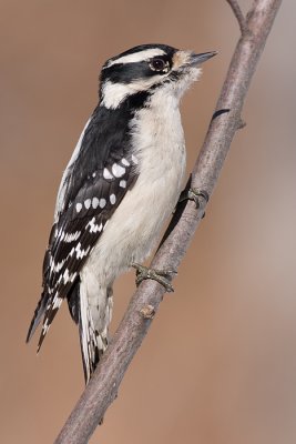 downy woodpecker 317