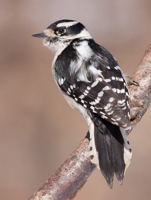 downy woodpecker 319