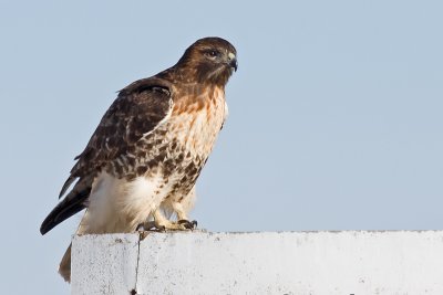 red-tailed hawk 149