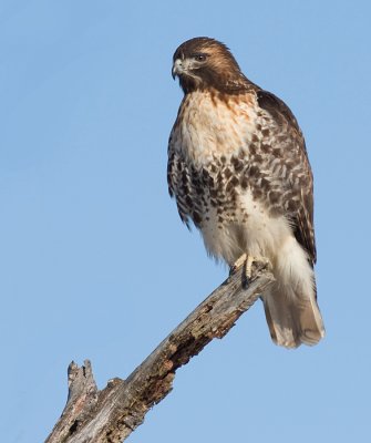 red-tailed hawk 150