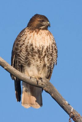 red-tailed hawk 151