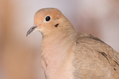 mourning dove 54